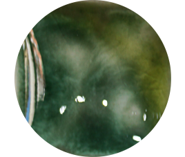 FANTASY GLAZE ENVY 140 ml