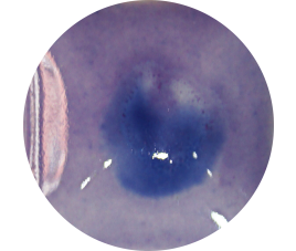 FANTASY GLAZE H MAUVEIANCE 140 ml