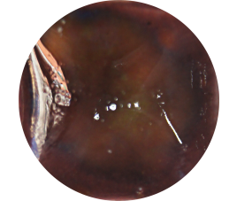 FANTASY GLAZE H ALGAE 140 ml